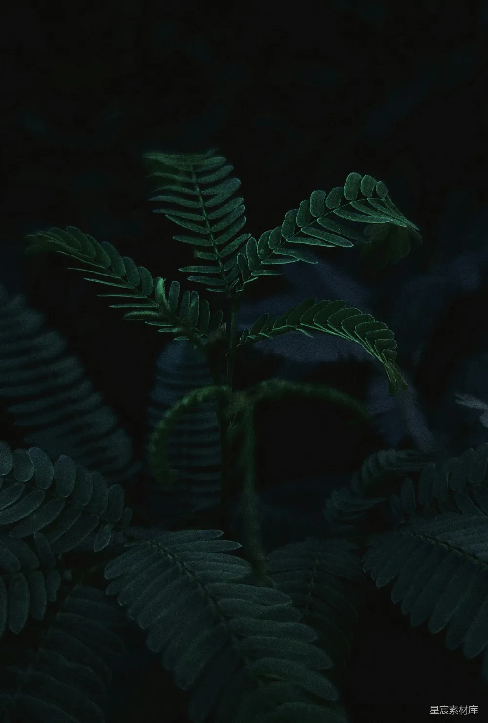高清摄影 壁纸 自然 绿色蕨类植物的特写摄影
