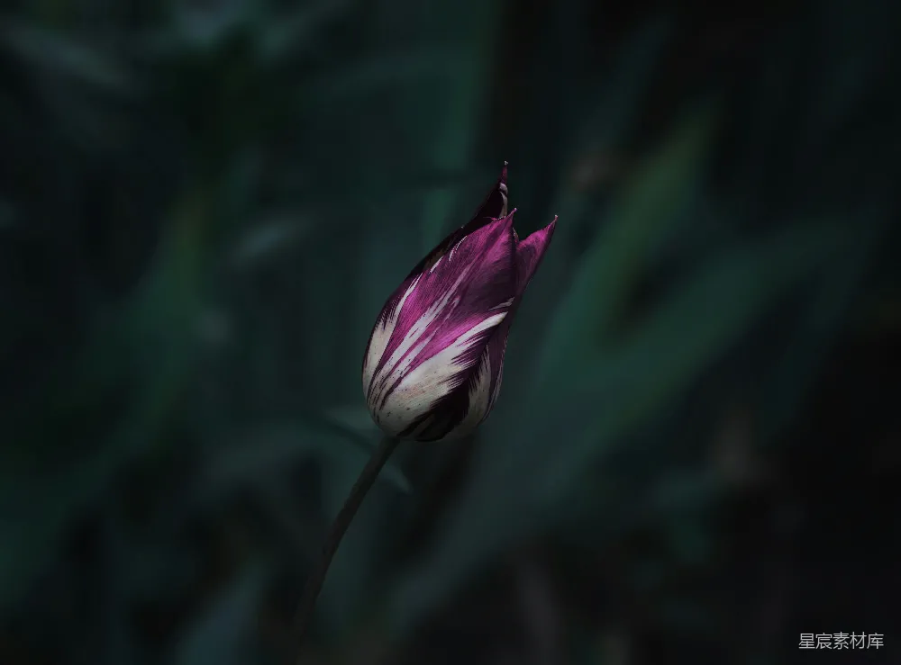 高清摄影  一朵花的特写