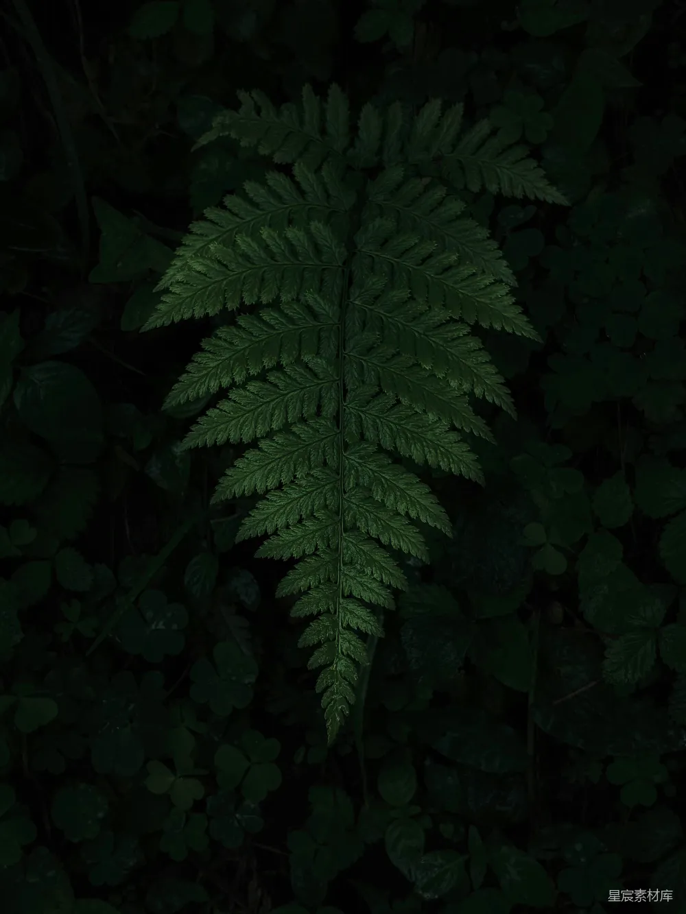 高清摄影  一片绿色的蕨叶在森林中央