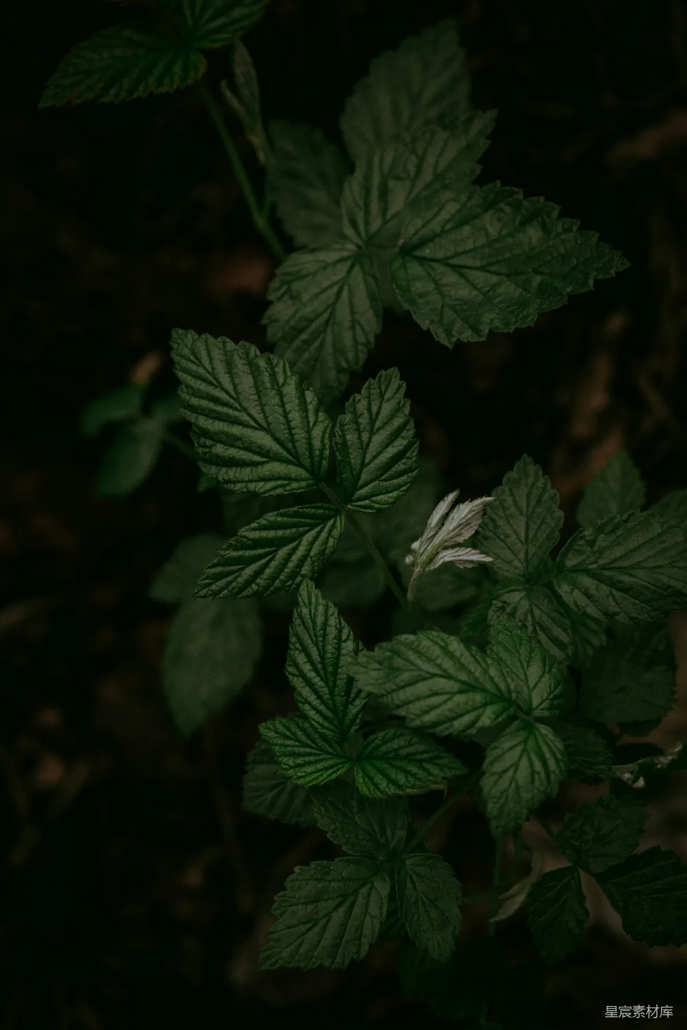 高清摄影  一棵绿色植物的特写镜头