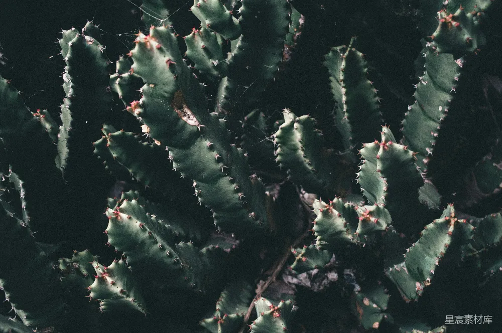 高清摄影 自然 壁纸 一张特写的绿色仙人掌植物的照片