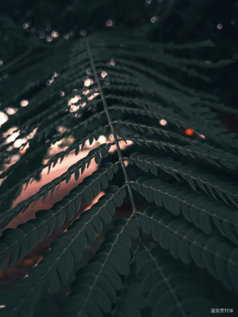 高清摄影 自然 一张树叶的特写图