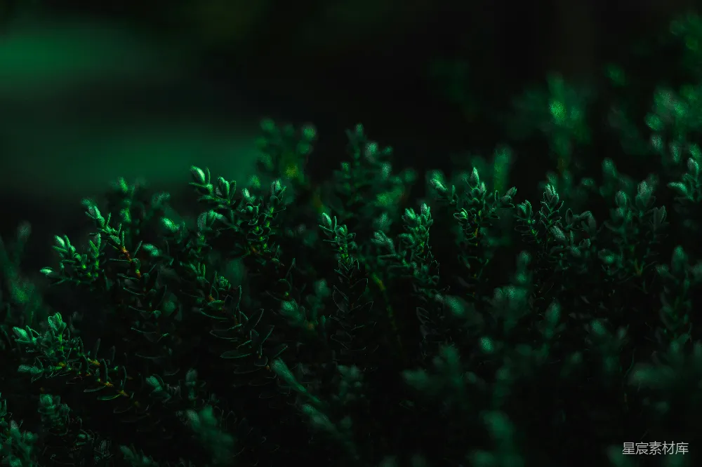 高清摄影  一些植物的特写镜头