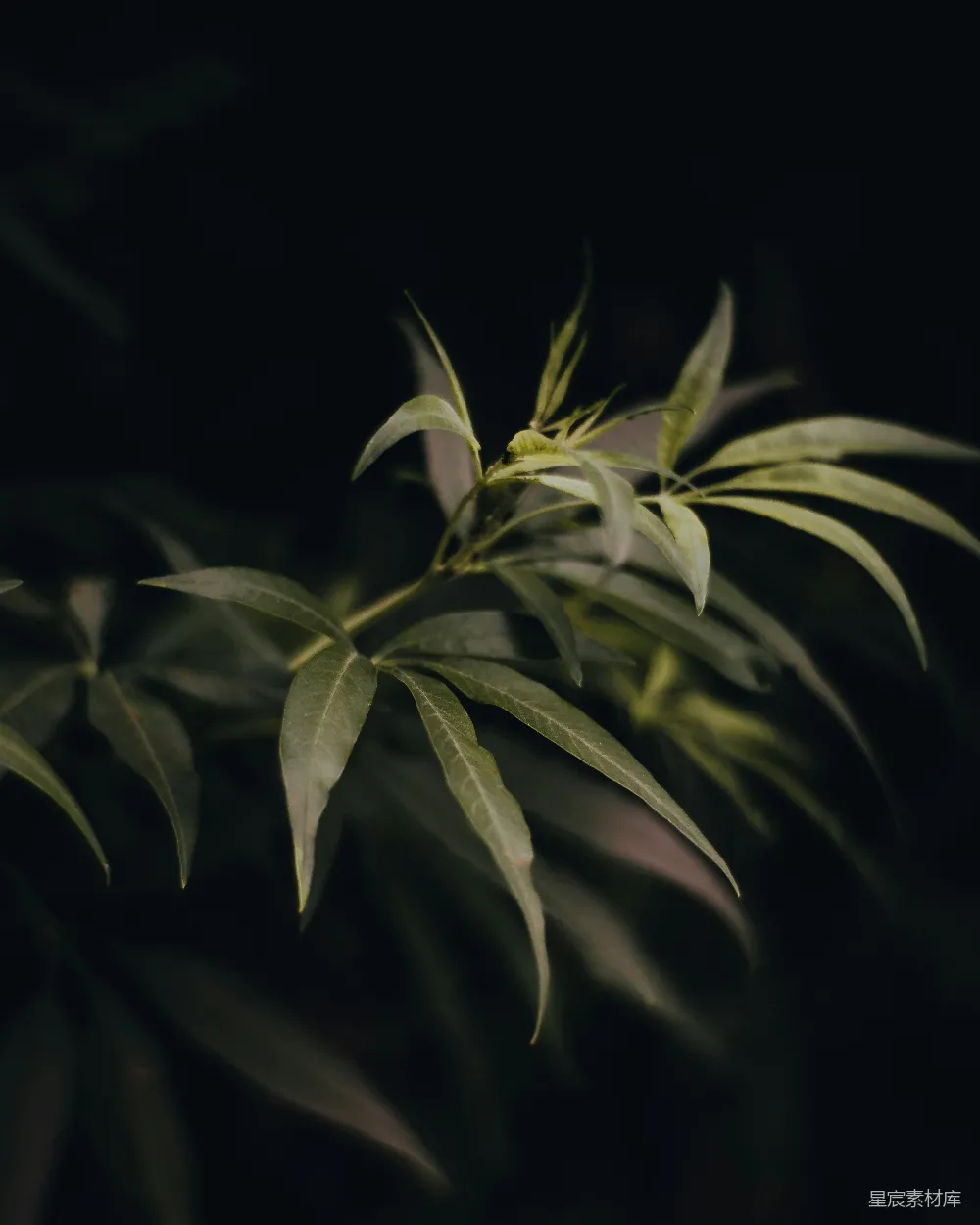 高清摄影  在黑暗中的一株茂盛植物的特写镜头