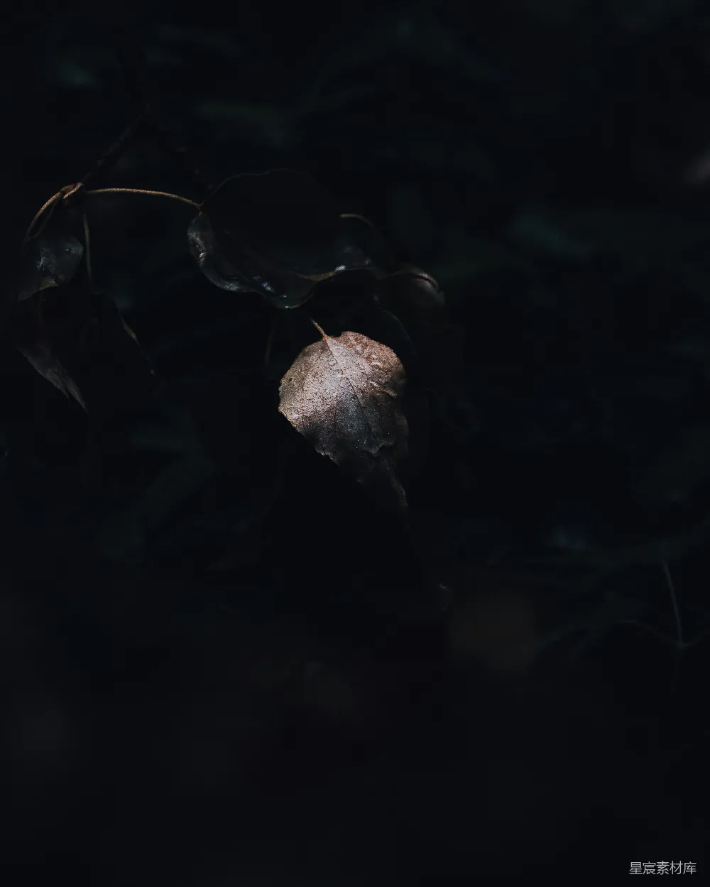 高清摄影  一只虫子的特写镜头