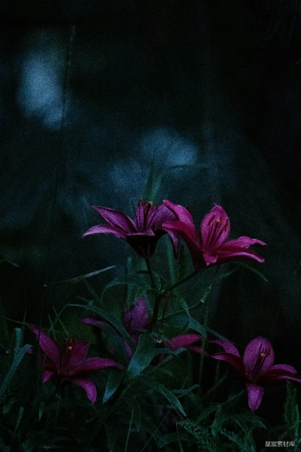 高清摄影  深粉色的百合花在一片阴暗的花园中绽放。