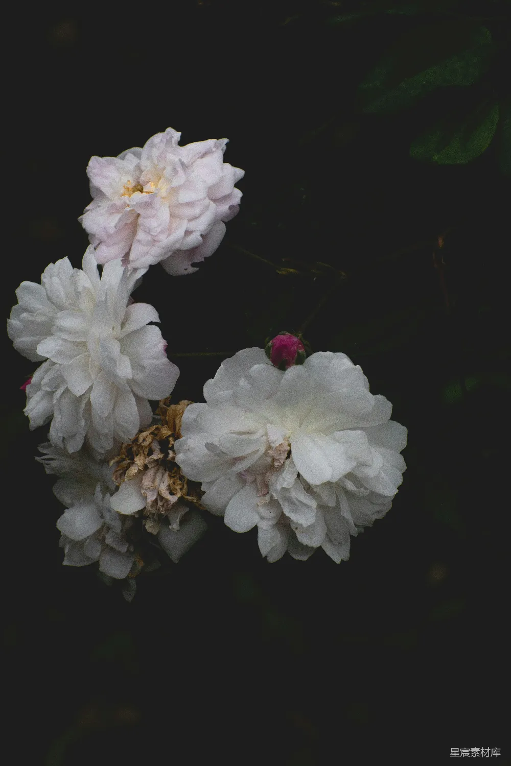 高清摄影  一簇白花并排坐着。