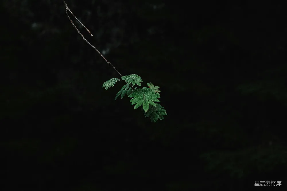 高清摄影  一根绿叶小枝在黑暗背景前。