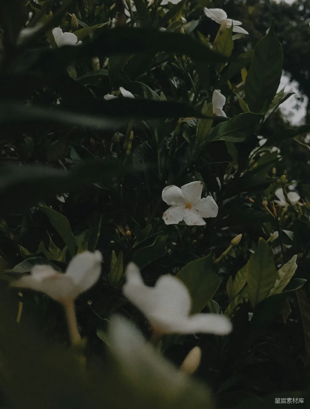 高清摄影  树上开了一些白花。