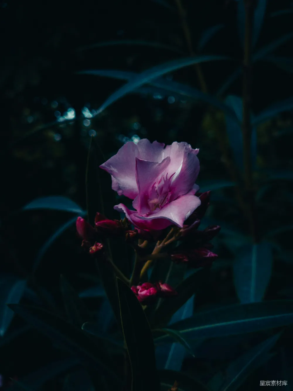 高清摄影  一朵粉红色的花朵在深绿色的叶子中绽放。