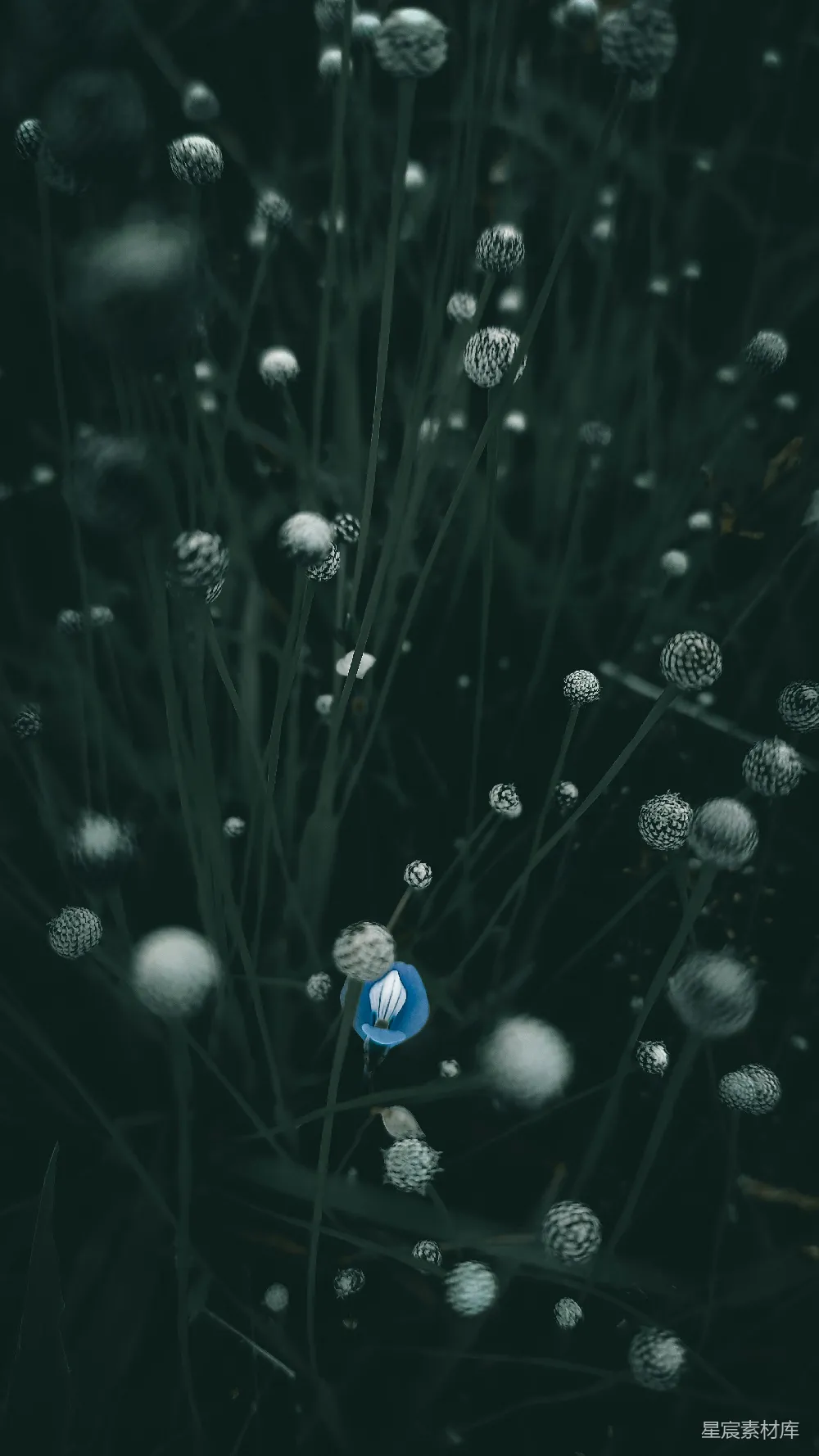 高清摄影  蓝色的花朵上挂着水珠