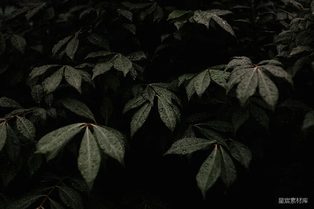 高清摄影 壁纸 自然 背景图案