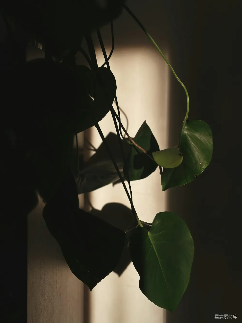 高清摄影  一株植物的特写镜头，挂在墙上。