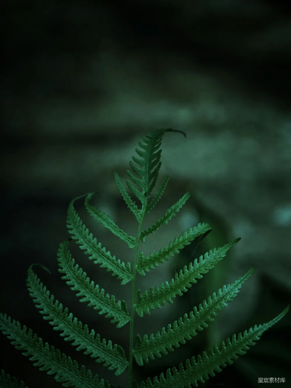 高清摄影  一张在深色背景下的绿叶特写照片