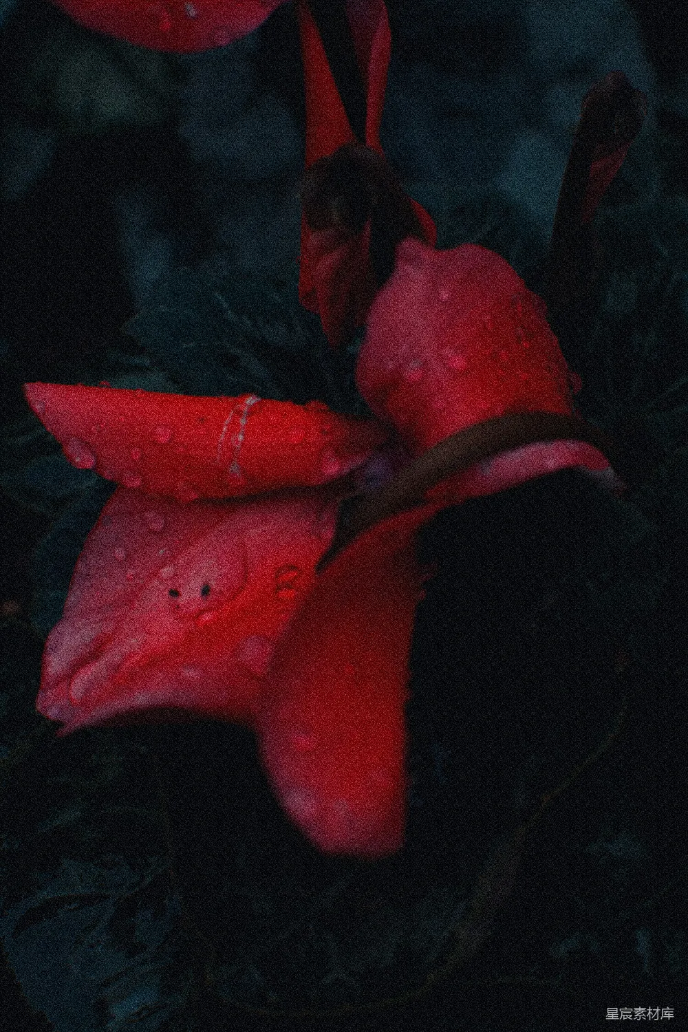 高清摄影  一朵鲜红色的花，上面有水珠。