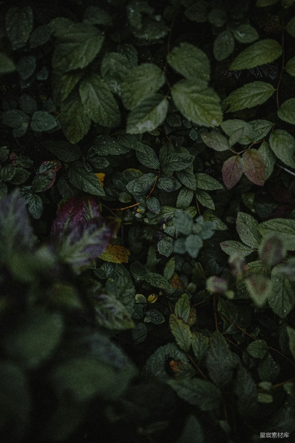 高清摄影  地上的许多树叶