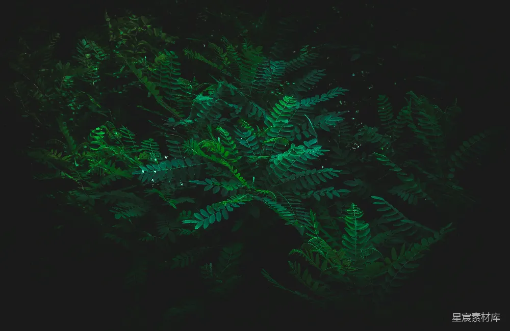 高清摄影 壁纸 自然 一株绿叶在黑暗中的植物