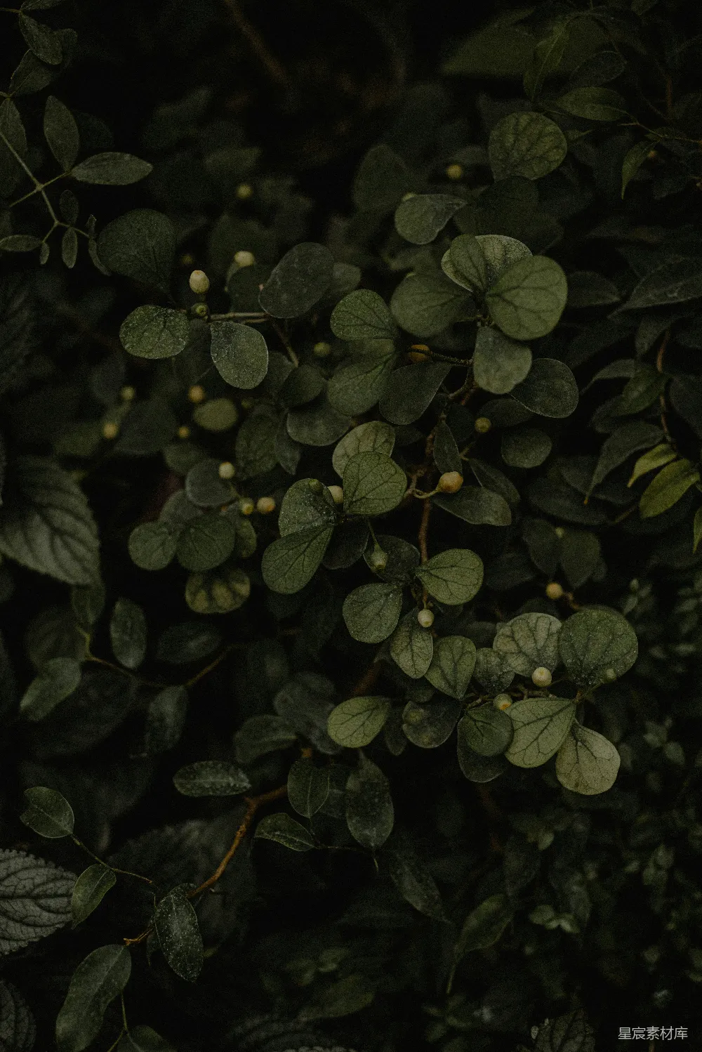 高清摄影  背景图案
