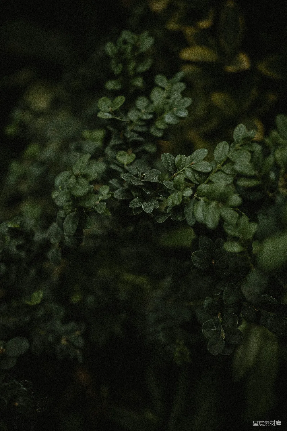 高清摄影  一株绿色叶子的植物的特写。