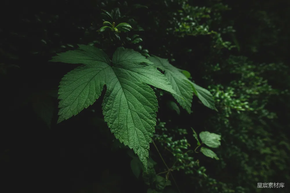 高清摄影 自然 壁纸 一片大大的绿叶挂在树的一侧。