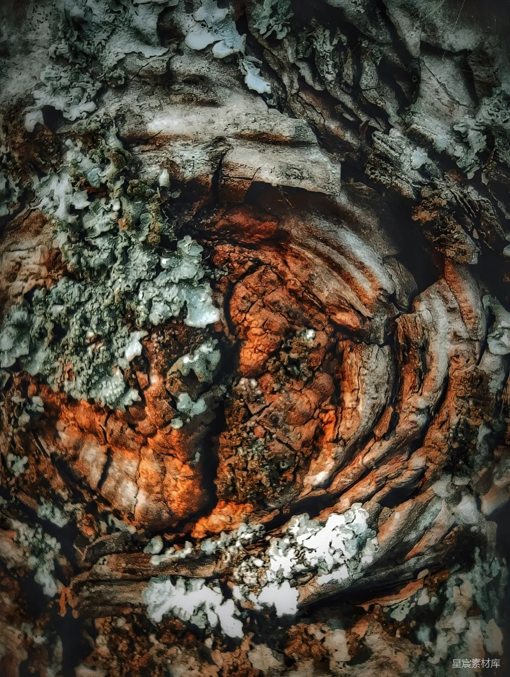高清摄影  一棵树干的特写，上面长着青苔。