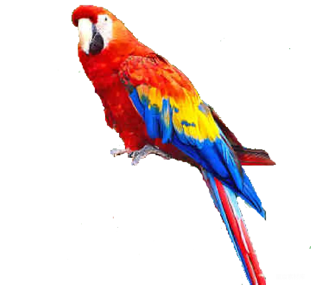 元素素材 PNG