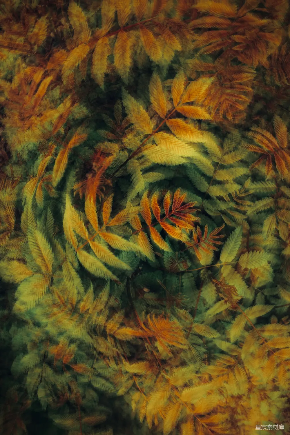 高清摄影 实验性 壁纸 一株植物的特写