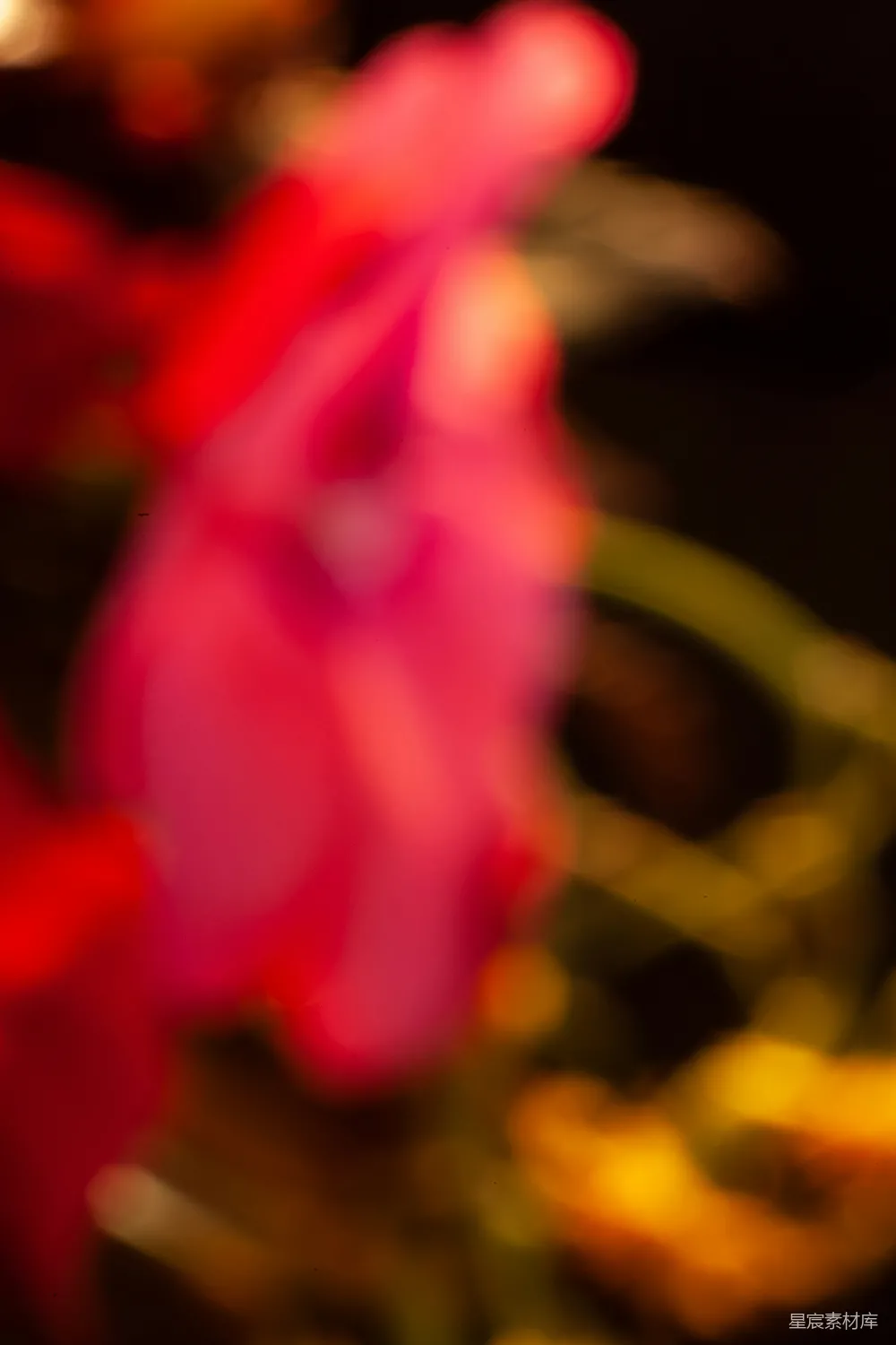 高清摄影  一朵花的特写