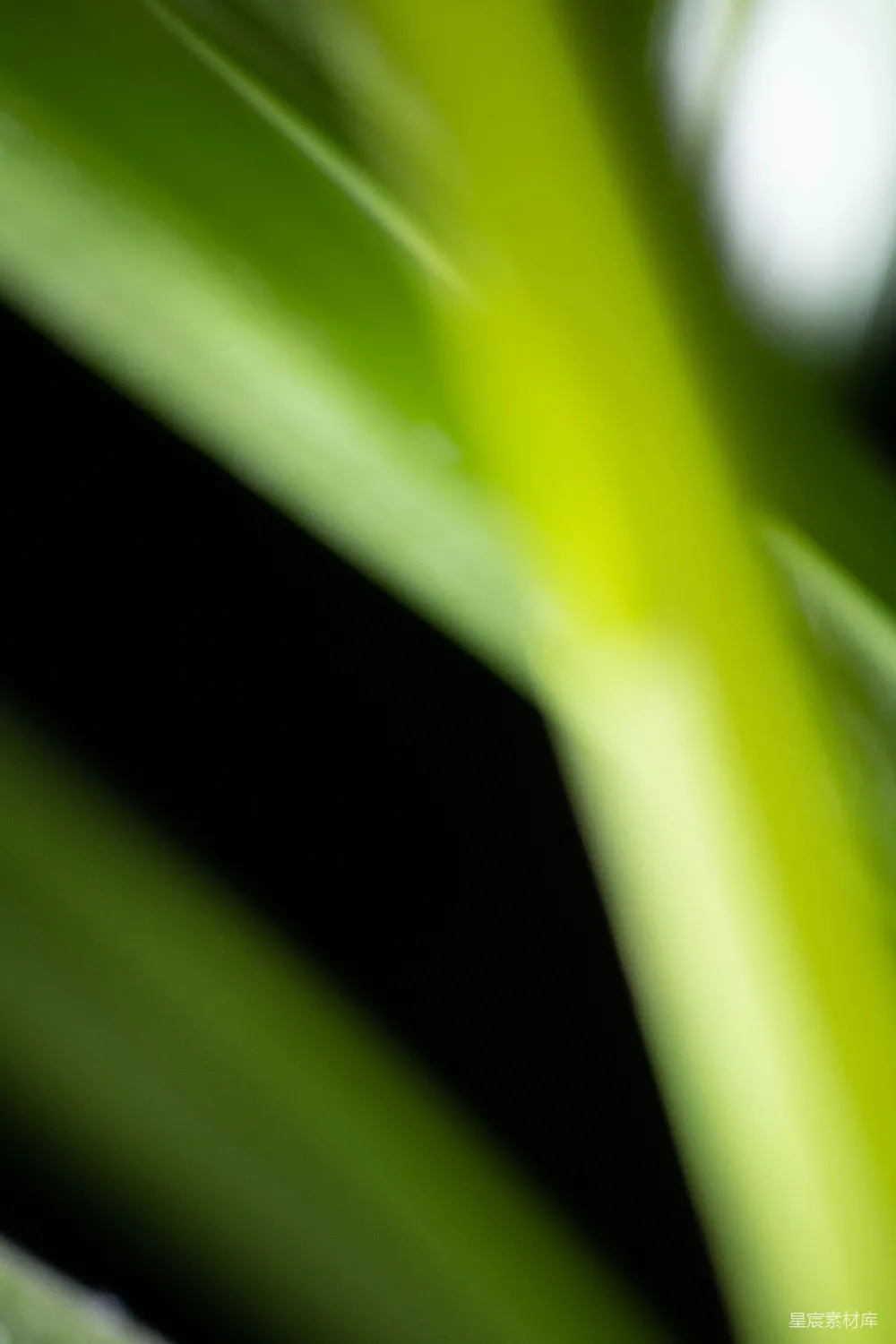 高清摄影 壁纸 一张绿色植物的特写照片