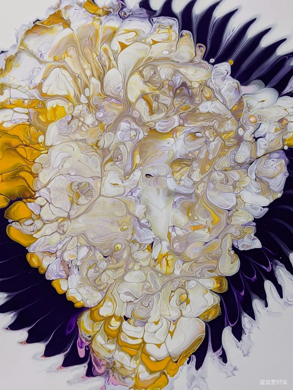 高清摄影  一幅白色和黄色的花朵画