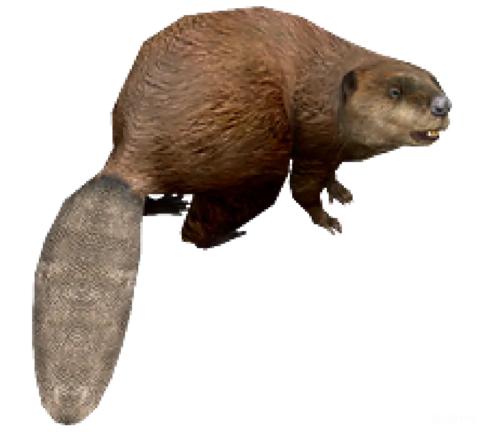 元素素材 Beaver