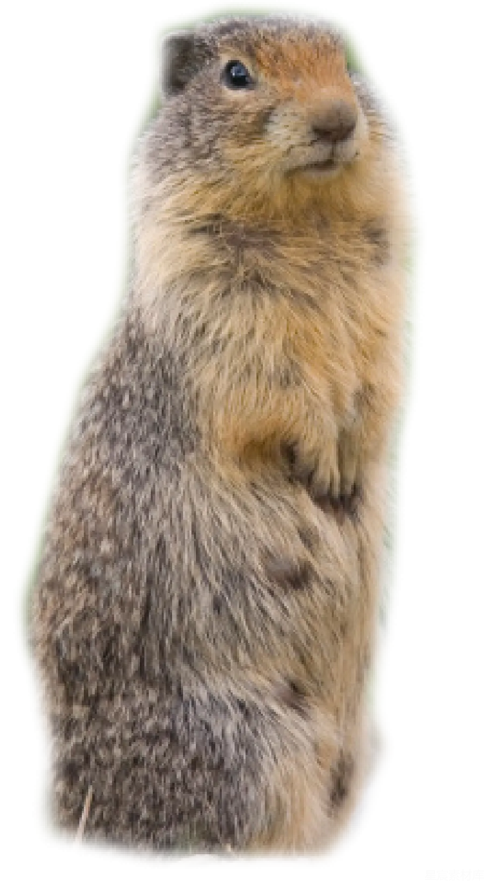 元素素材 Beaver（河狸）