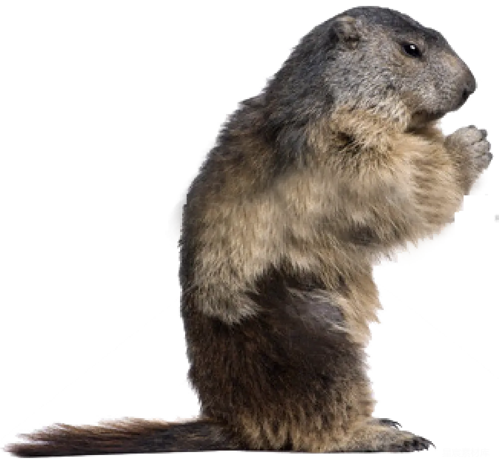 元素素材 元素 Beaver