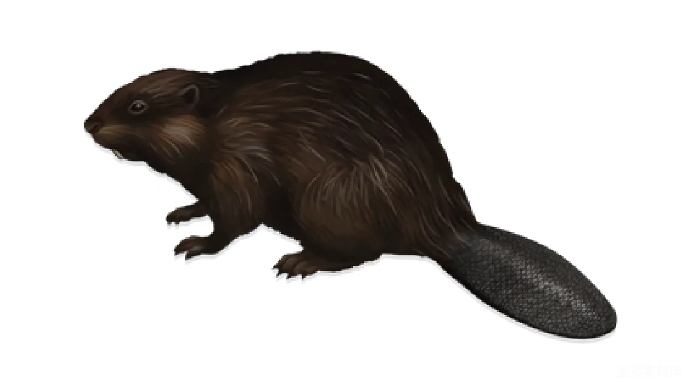 元素素材 元素 Beaver