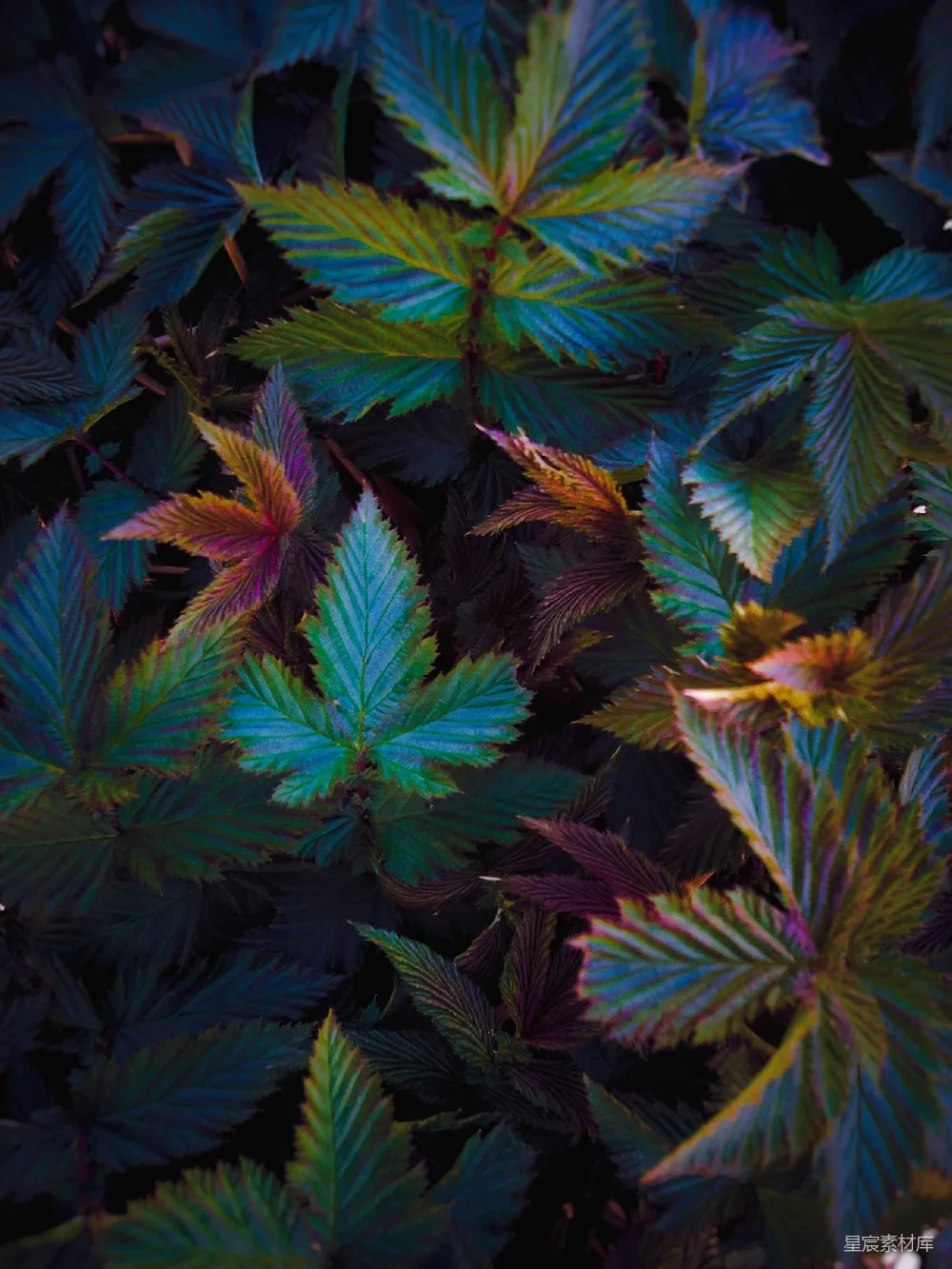 高清摄影 壁纸 自然 一张绿色树叶的特写照片