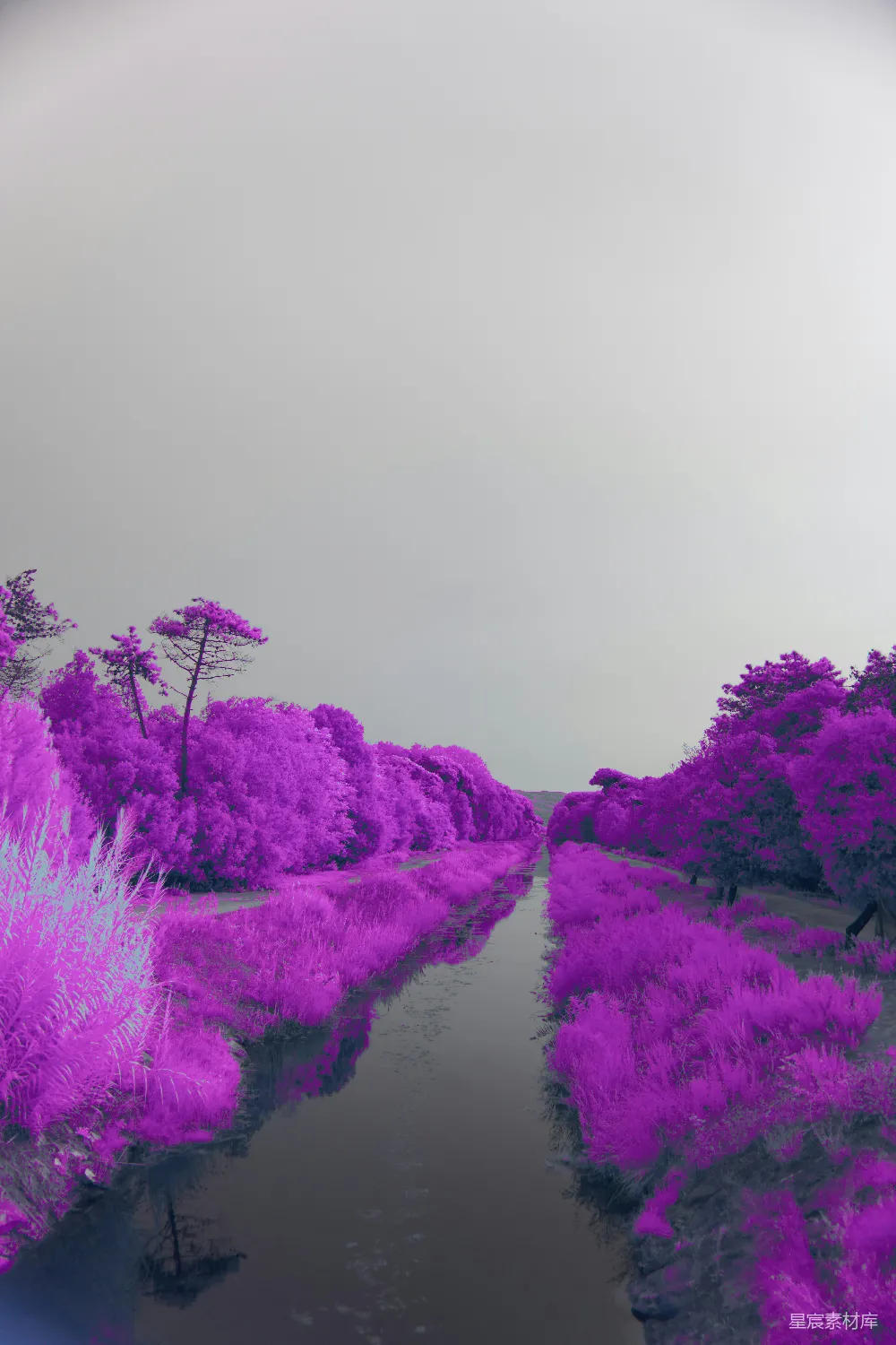 高清摄影 实验性 一个梦幻般的紫色景观，一条倒映着天空的河流。