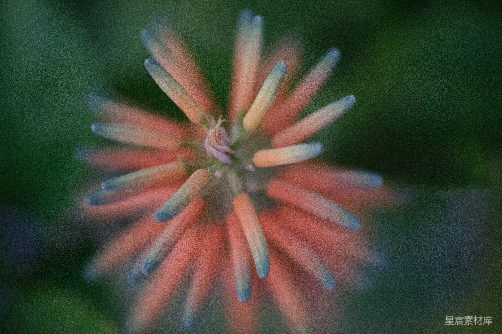 高清摄影 自然 一朵花的特写，背景模糊不清。