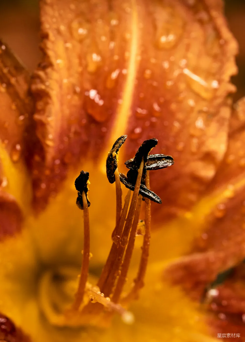 高清摄影  一朵花的特写，花瓣上有水滴。