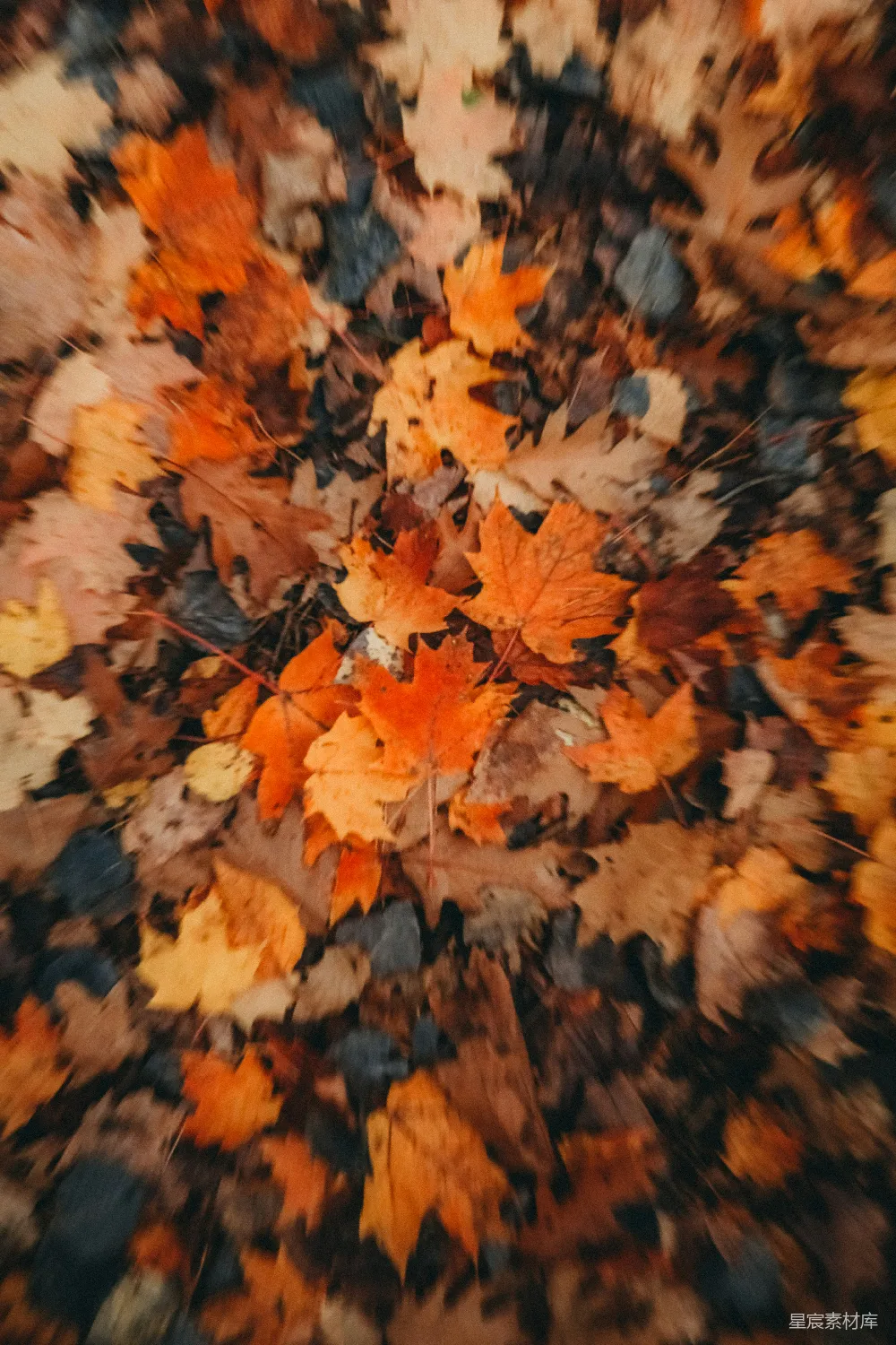 高清摄影 壁纸 一地落叶