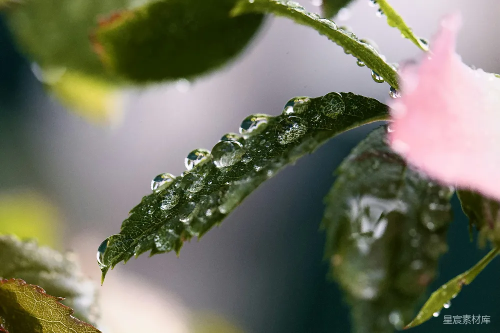 高清摄影  一朵带有水珠的粉红色花朵