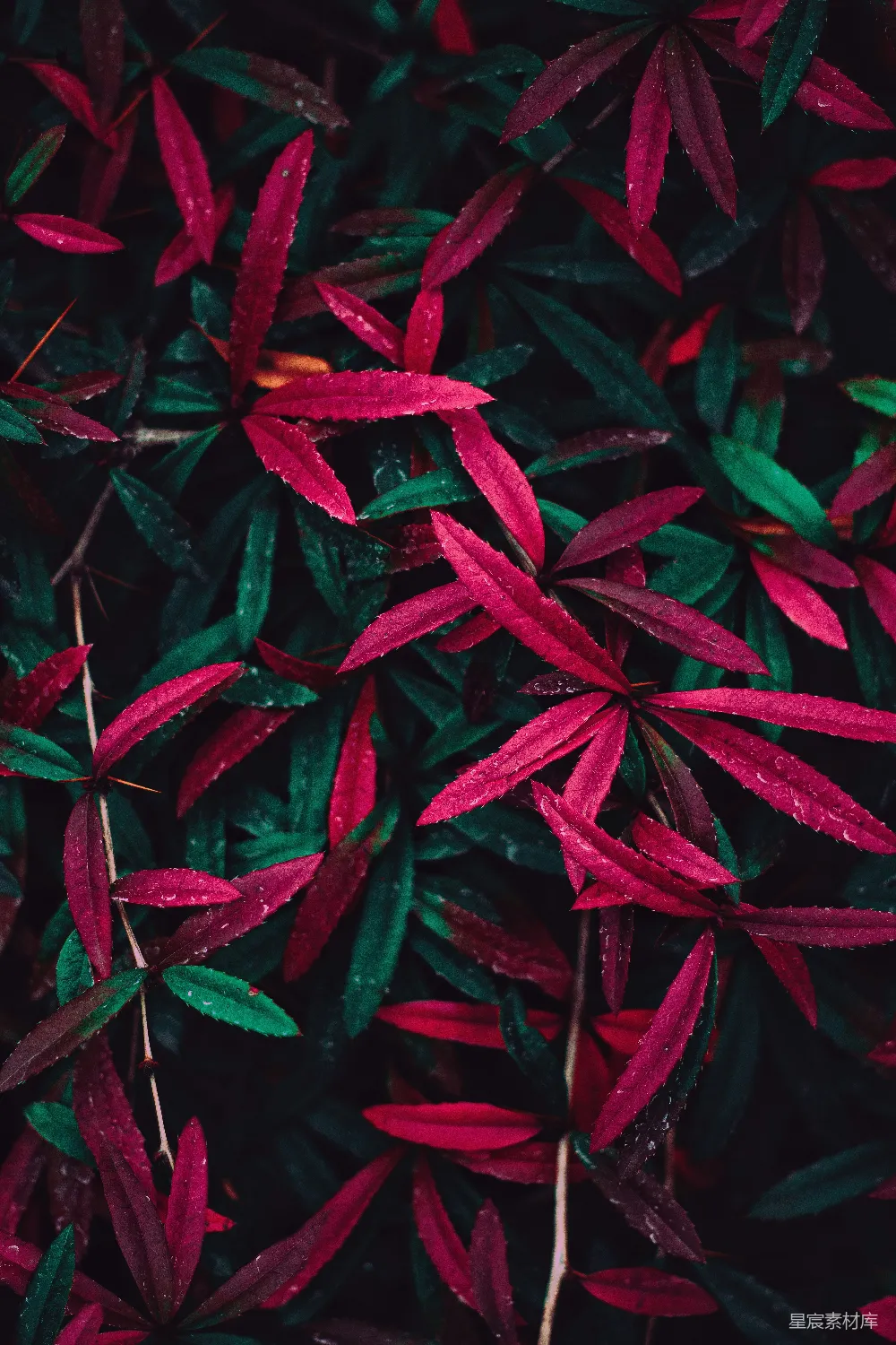 高清摄影  红绿植物 '