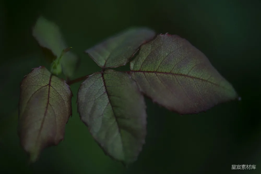 高清摄影  特写摄影中的绿叶