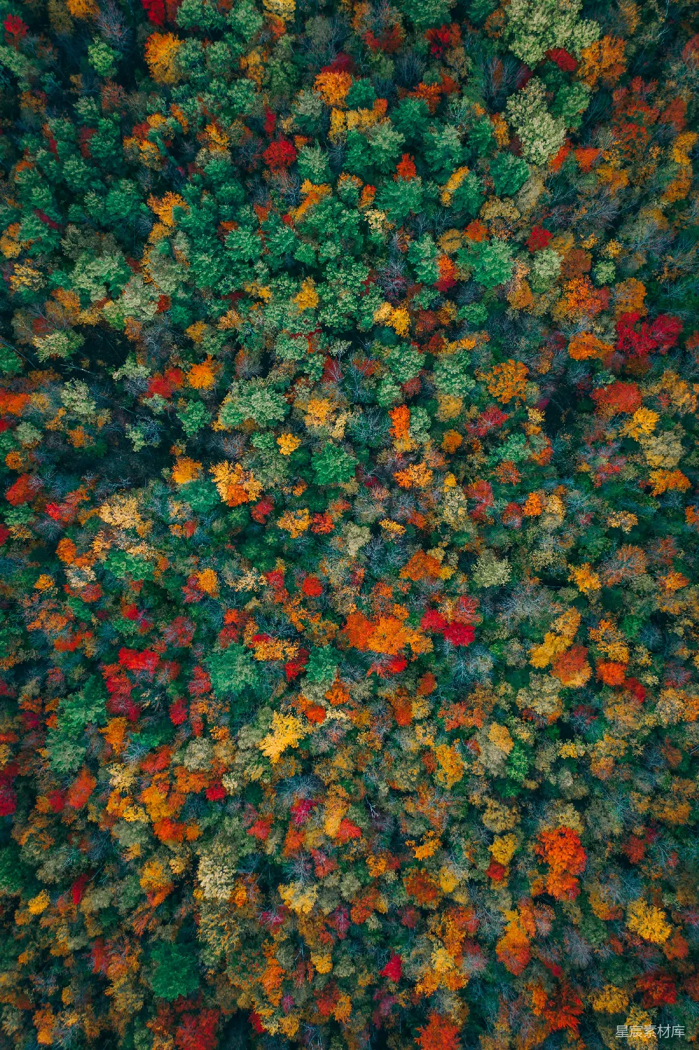 高清摄影  森林的鸟瞰图，有许多树木