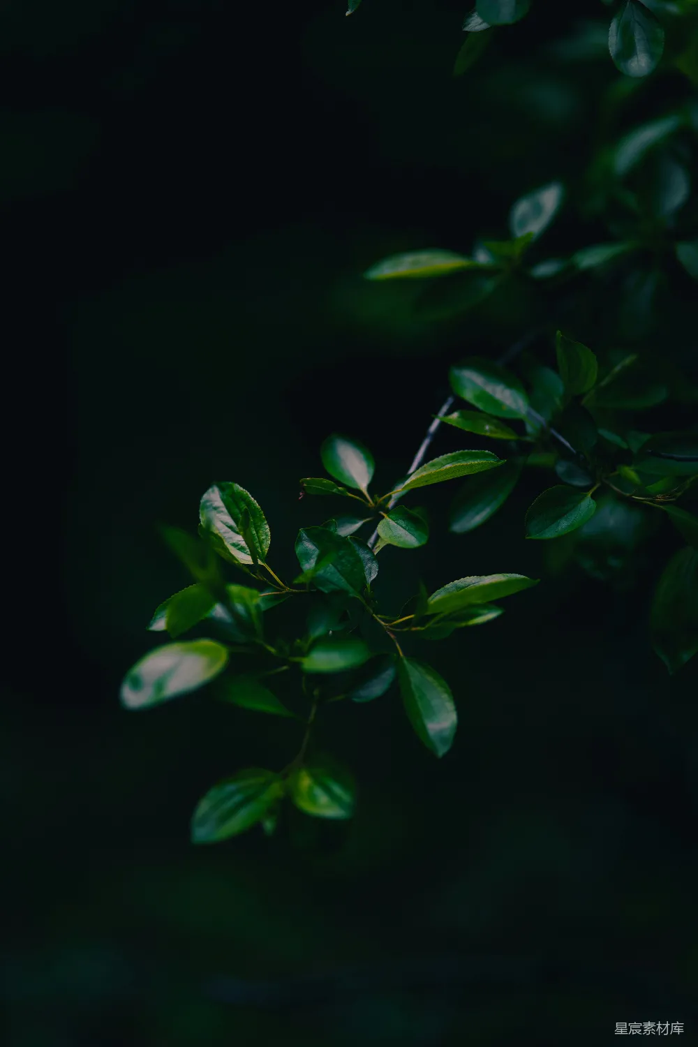 高清摄影 壁纸 自然 一棵树的一根枝条，上面有绿色的叶子。