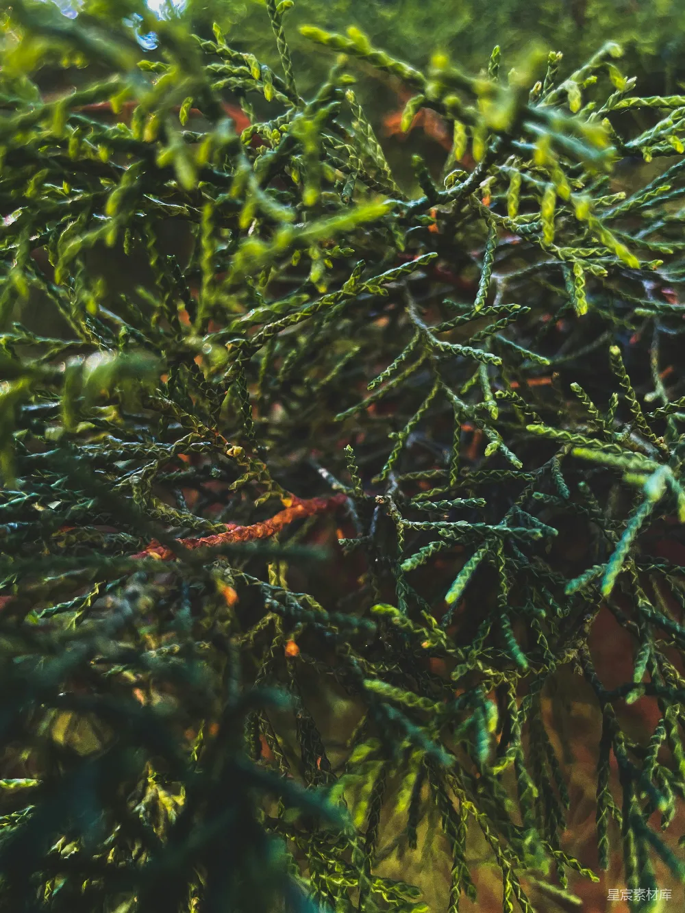 高清摄影  一张近距离拍摄的植物的照片
