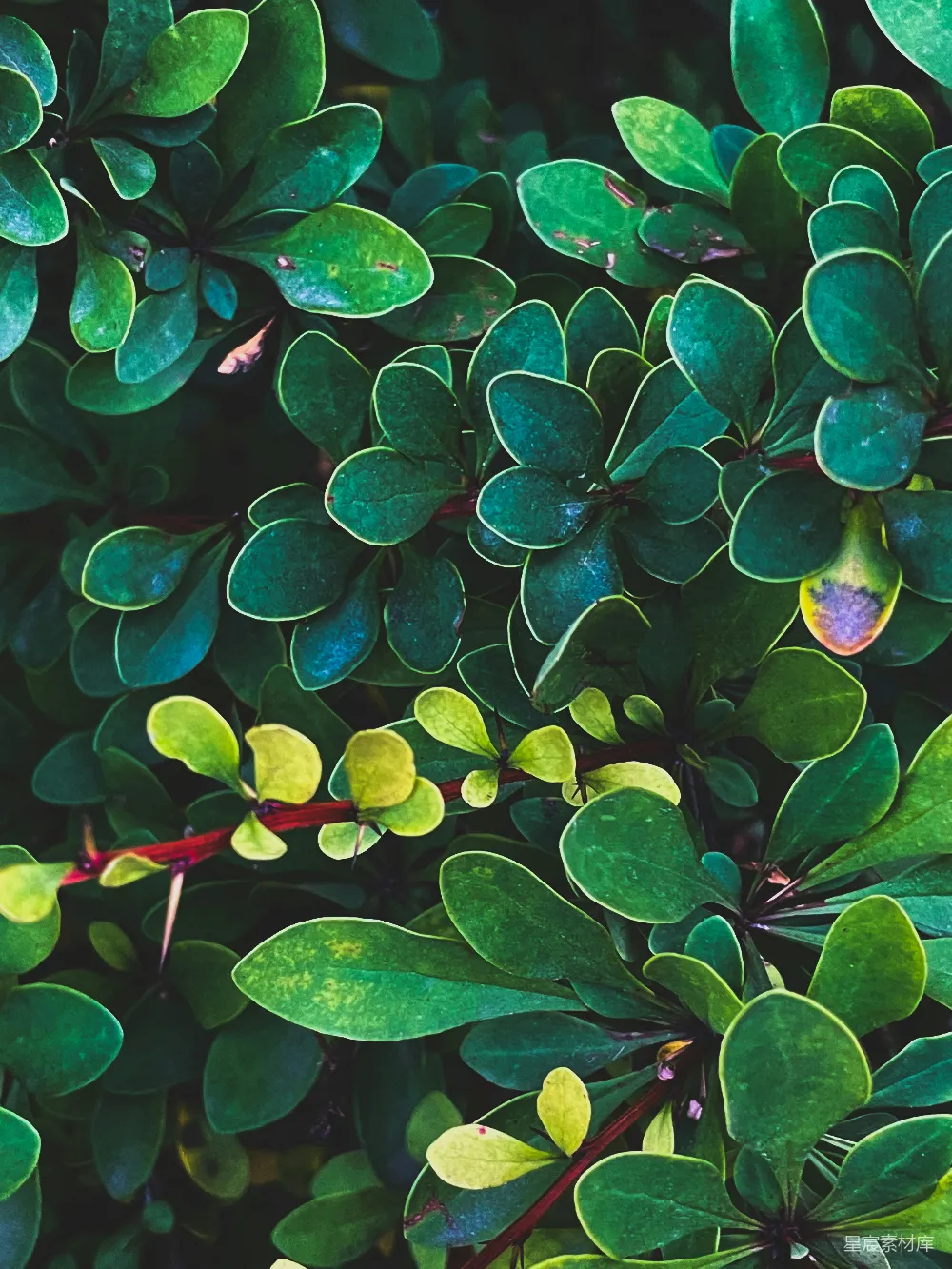 高清摄影  背景图案