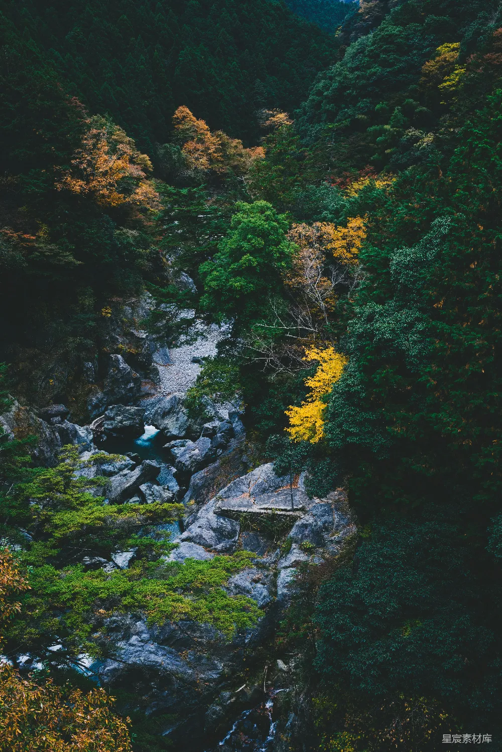 高清摄影  白天河边的绿树