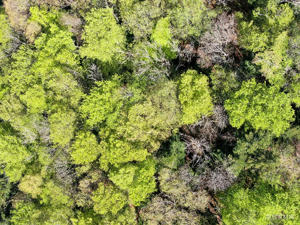 高清摄影  绿色和棕色的植物在棕色的土壤上