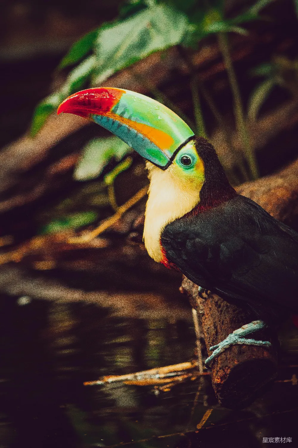 高清摄影  一只色彩斑斓的 toucan 坐在水中的树枝上。