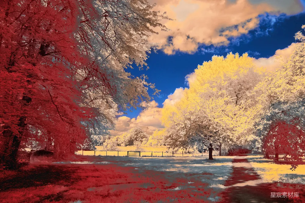 高清摄影 实验性 梦幻般的风景，蓝天下的红树和黄树